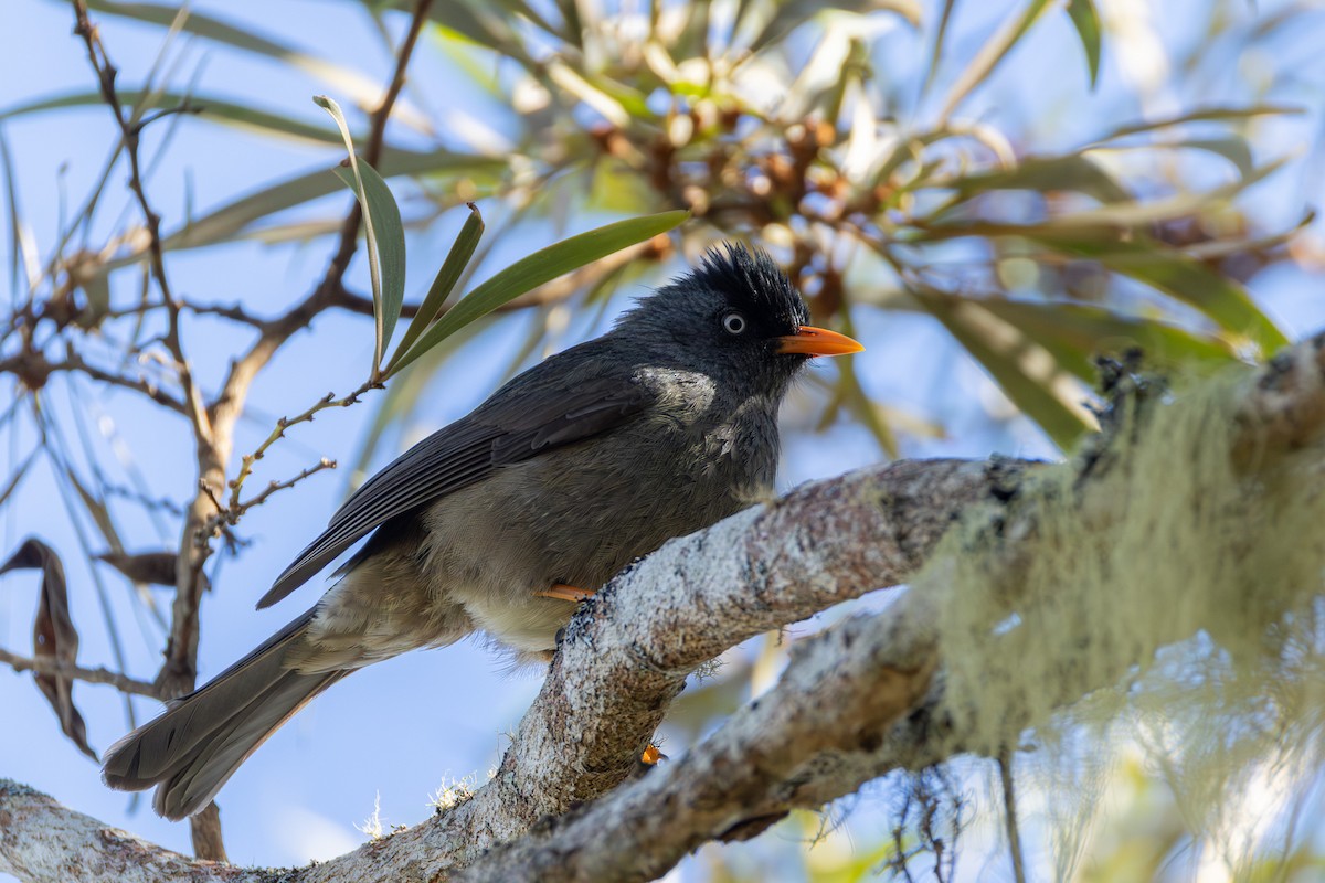 Reünyon Kurşuni Arapbülbülü - ML646681361