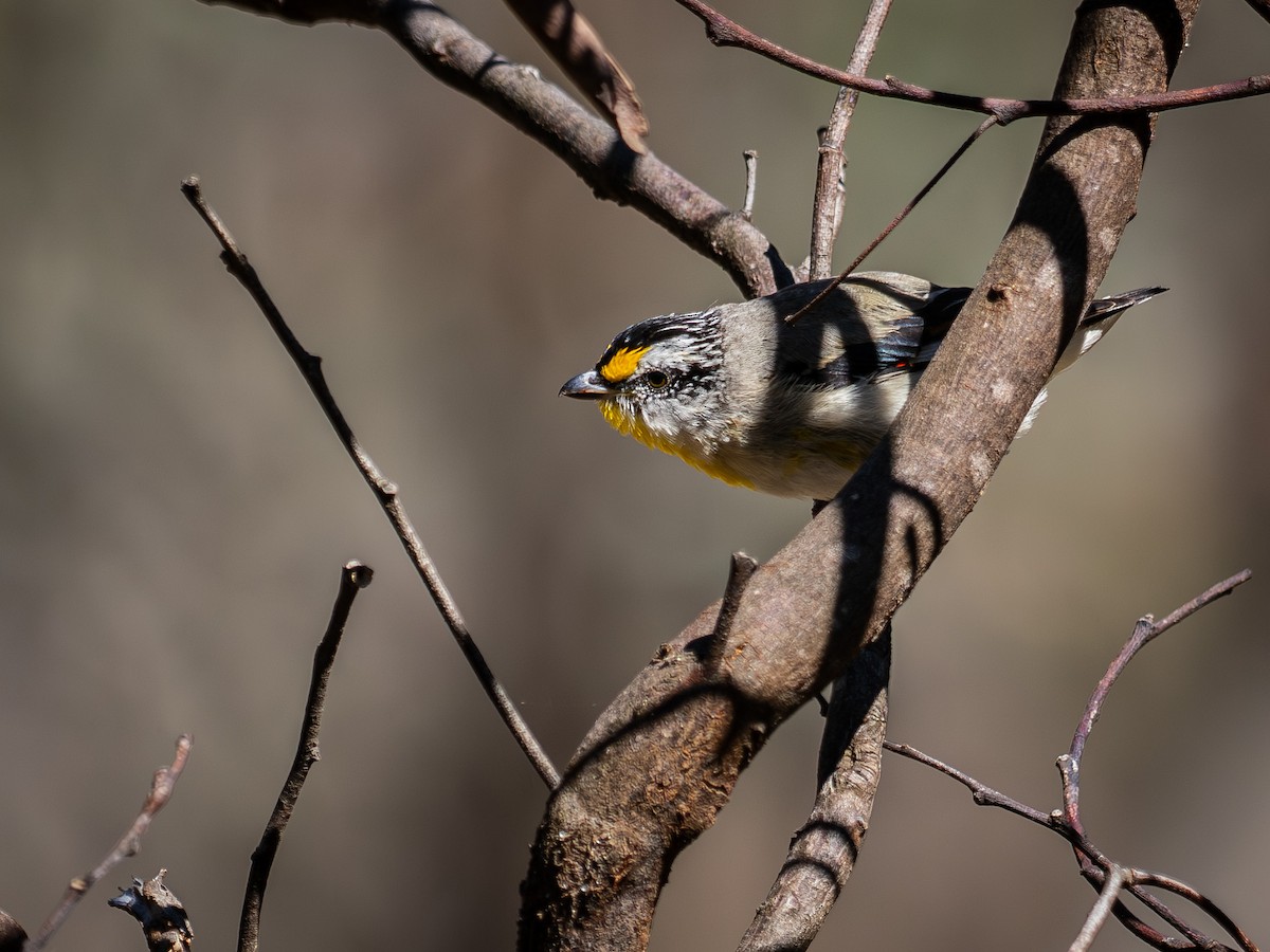 Çizgili Panterkuşu - ML646681362