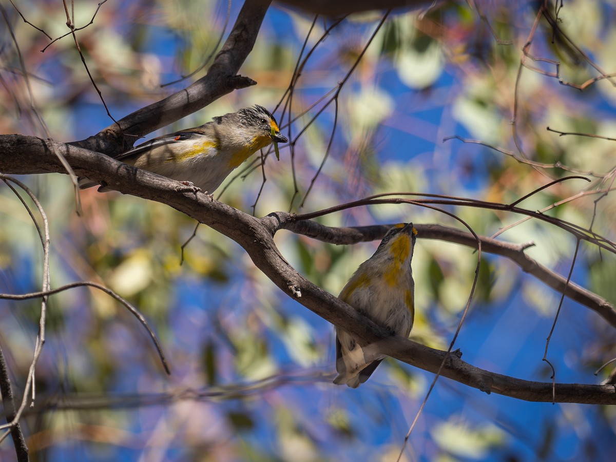 Çizgili Panterkuşu - ML646681363