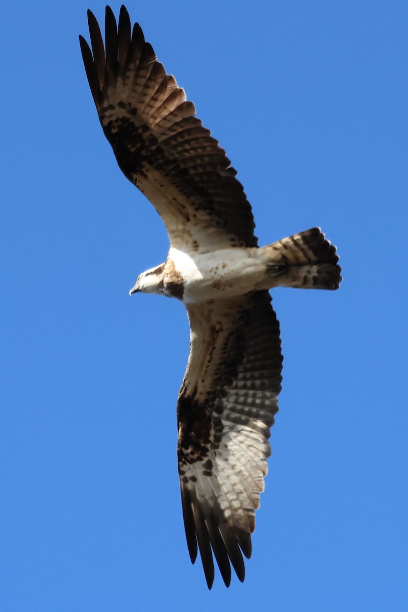 Balık Kartalı - ML646681364