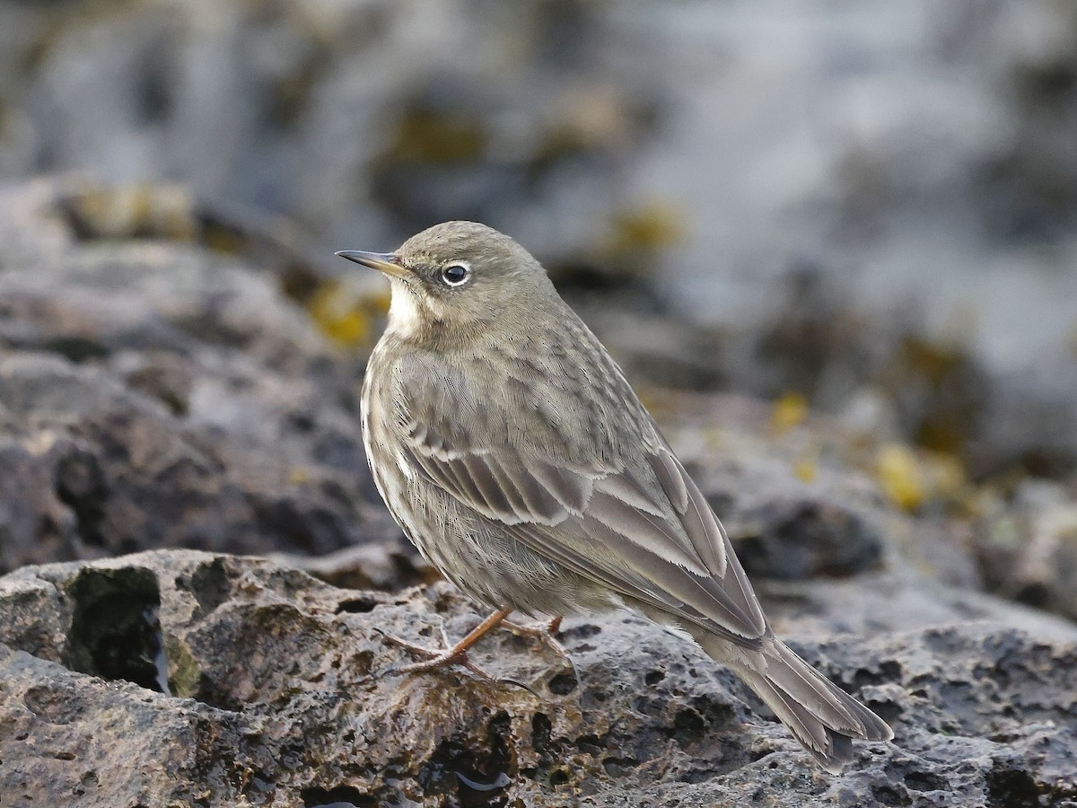 Kaya İncirkuşu - ML646681365