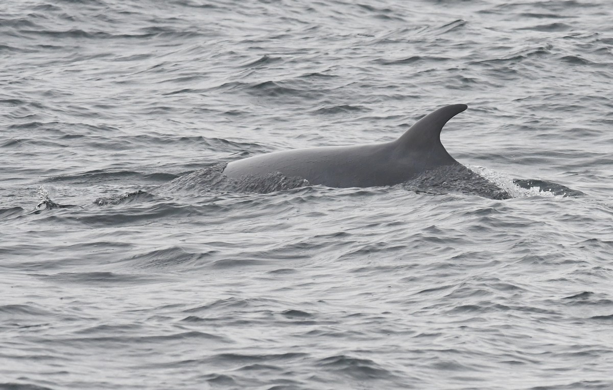 Zwergwal - ML646681366