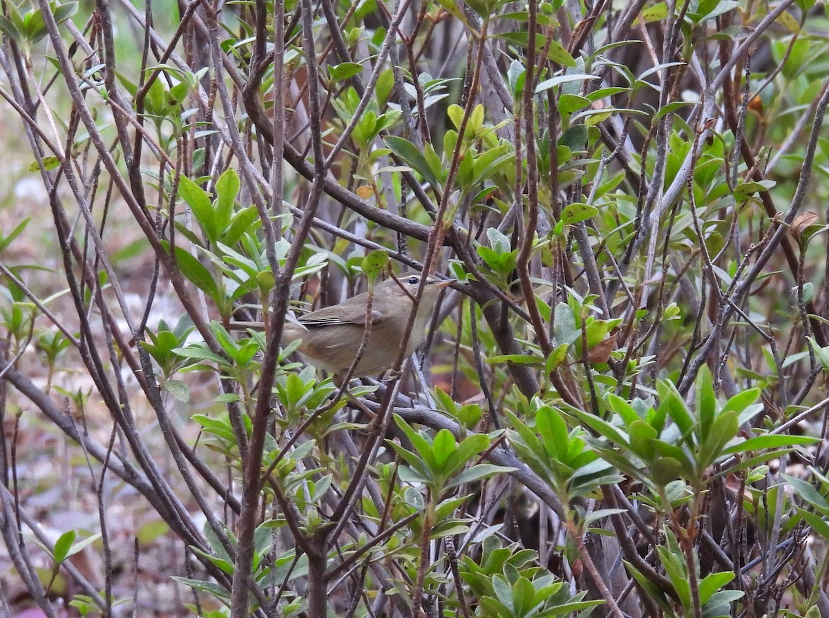 Esmer Çıvgın - ML646681367