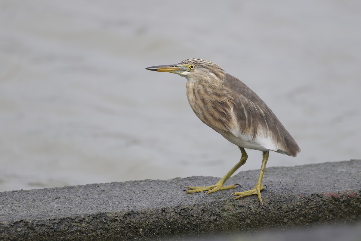 Çin Alaca Balıkçılı - ML646681368