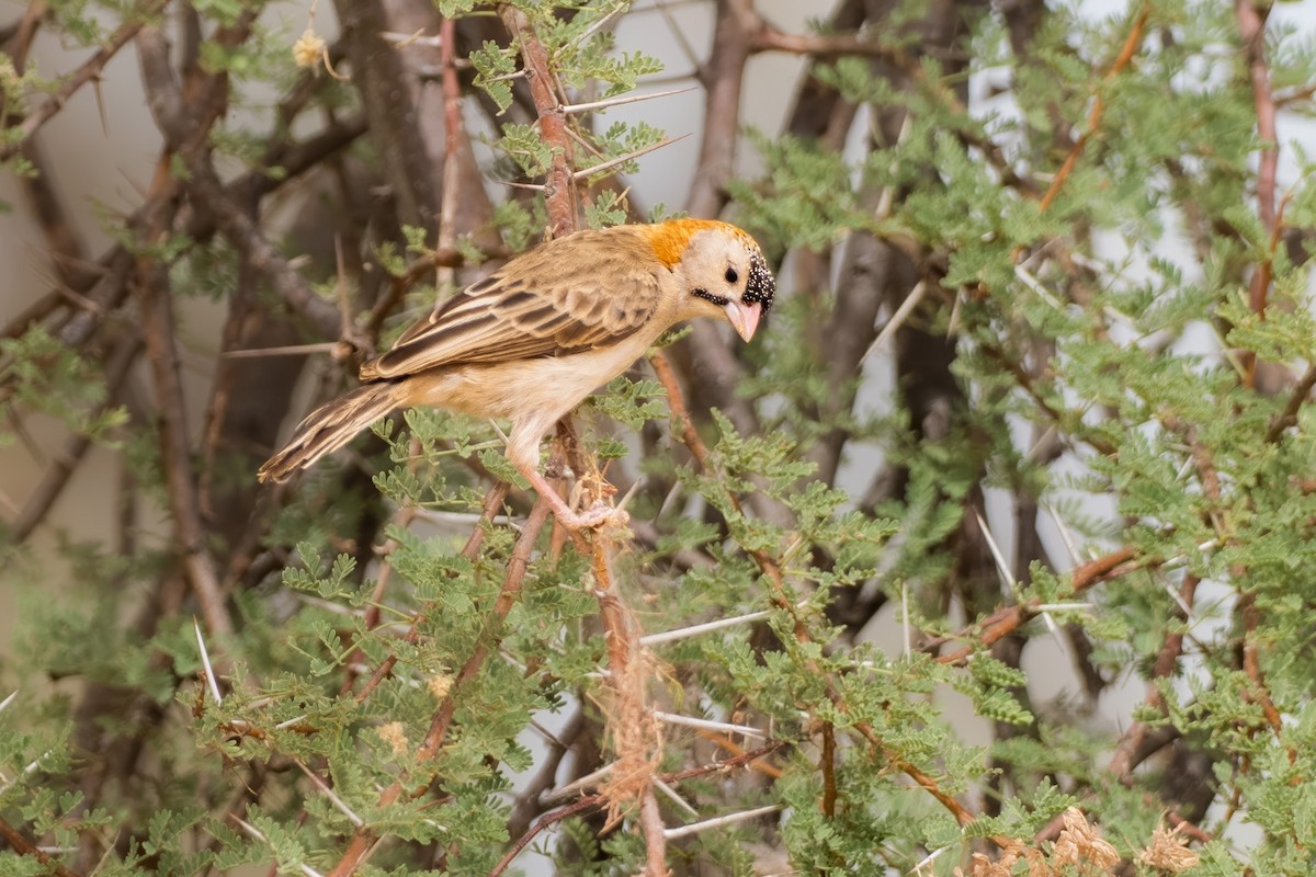 Yıldız Alınlı Dokumacı - ML646681369