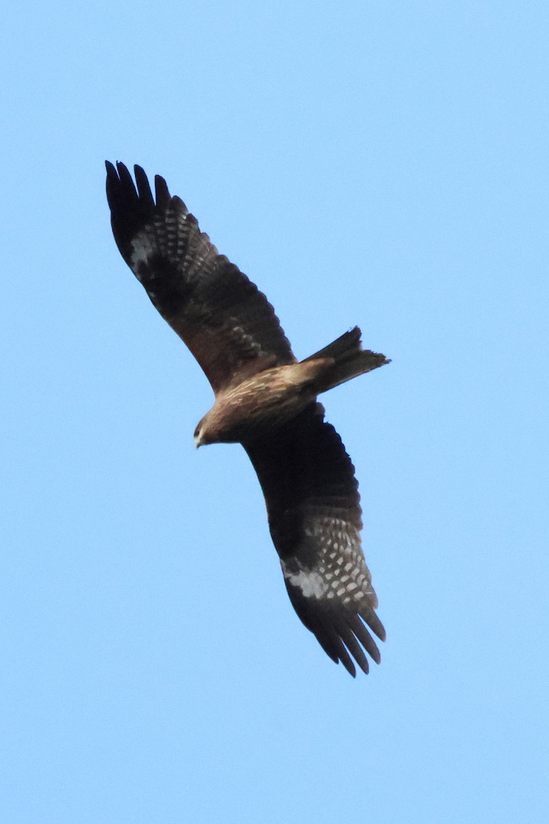 Kara Çaylak - ML646681372