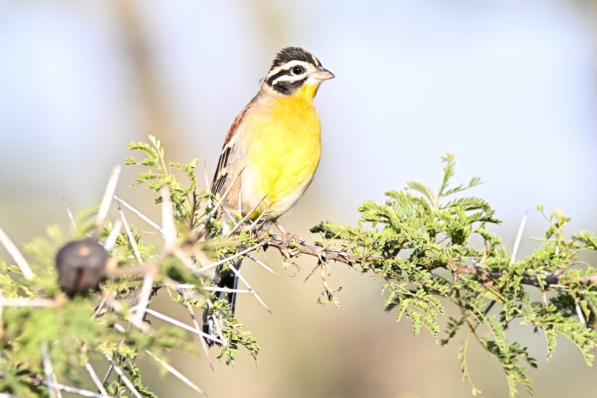 Altın Karınlı Çinte - ML646681373