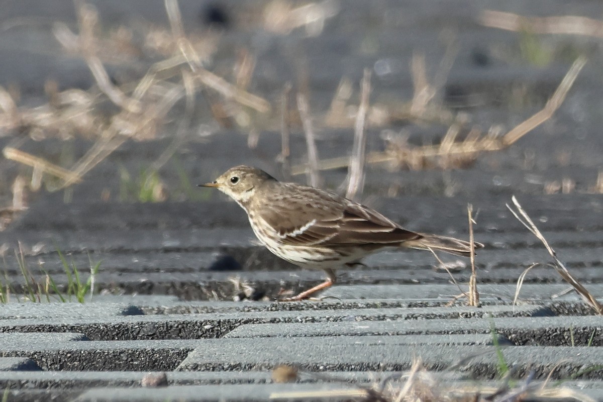 Pasifik İncirkuşu - ML646681375