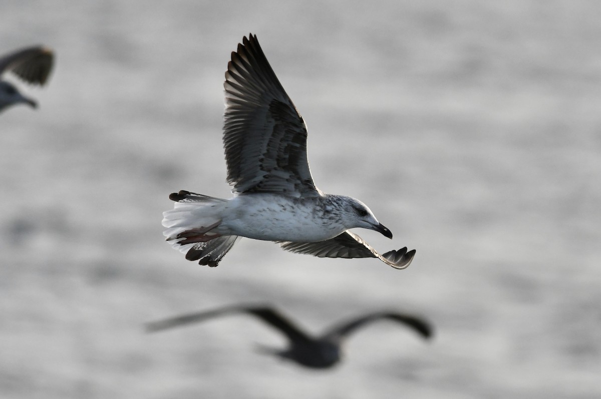 Kara Sırtlı Martı - ML646681376