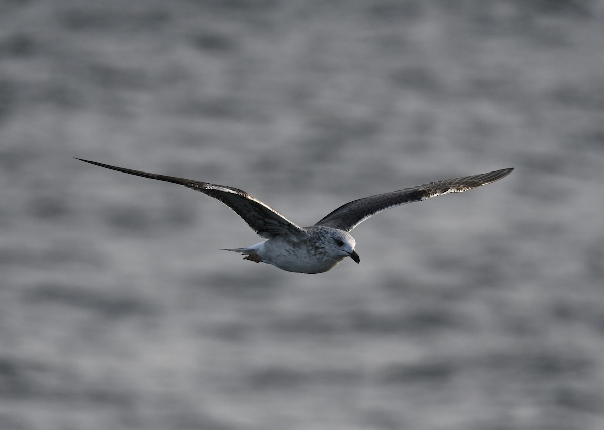 Kara Sırtlı Martı - ML646681377