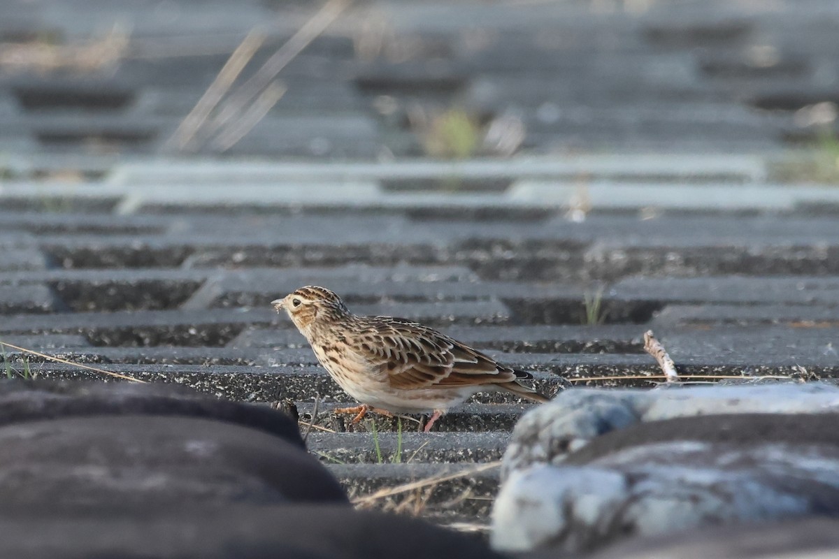 Tarlakuşu - ML646681378