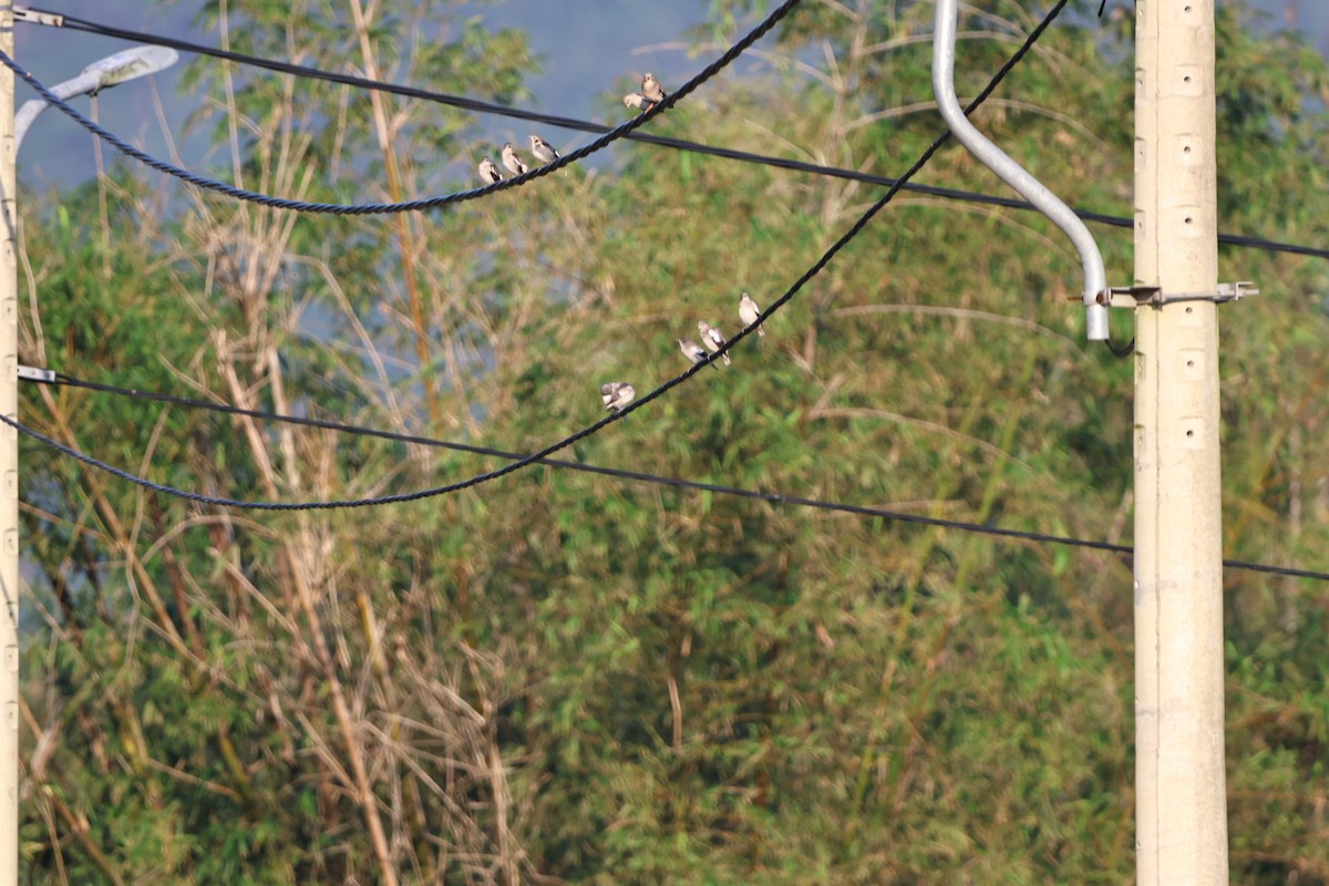 Çin Sığırcığı - ML646681379