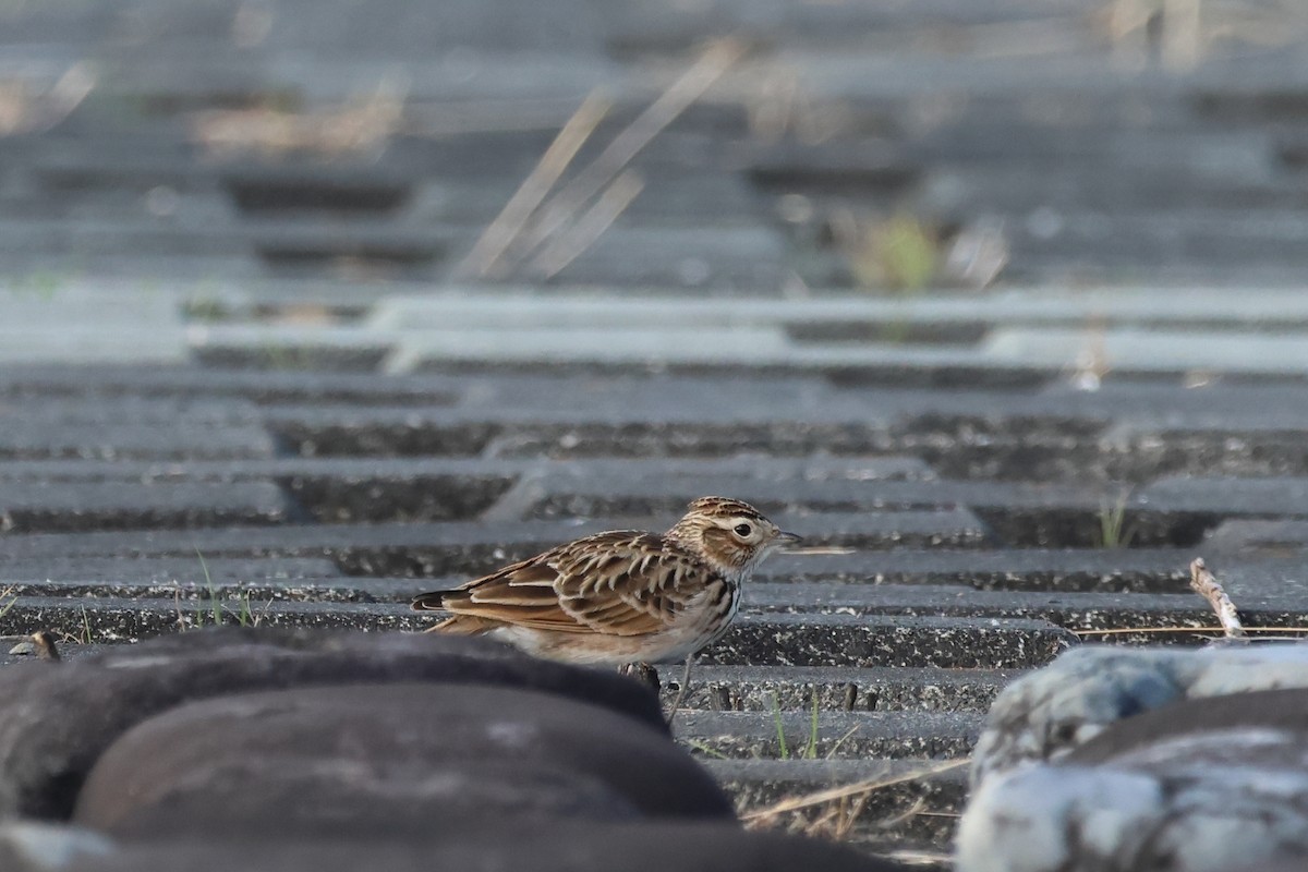 Tarlakuşu - ML646681381