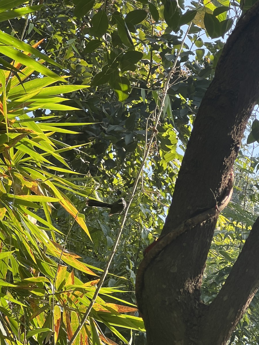 Ak Boğazlı Katmerkuyruk - ML646681382