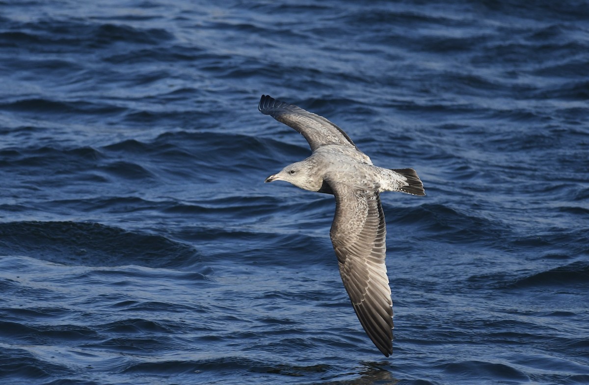 Amerika Gümüş Martısı - ML646681383