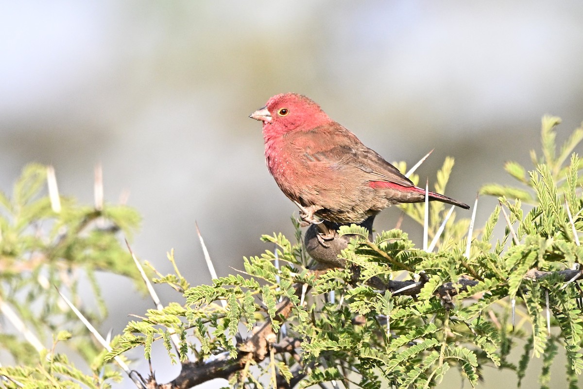 Senegal Ateşispinozu - ML646681384