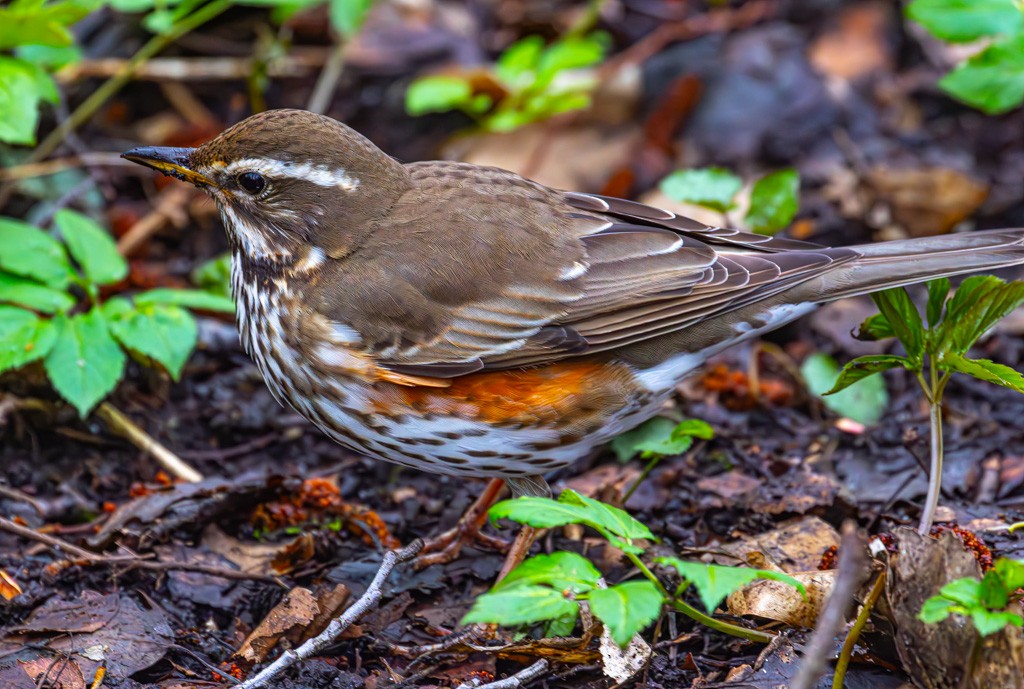 Kızıl Ardıç - ML646681385