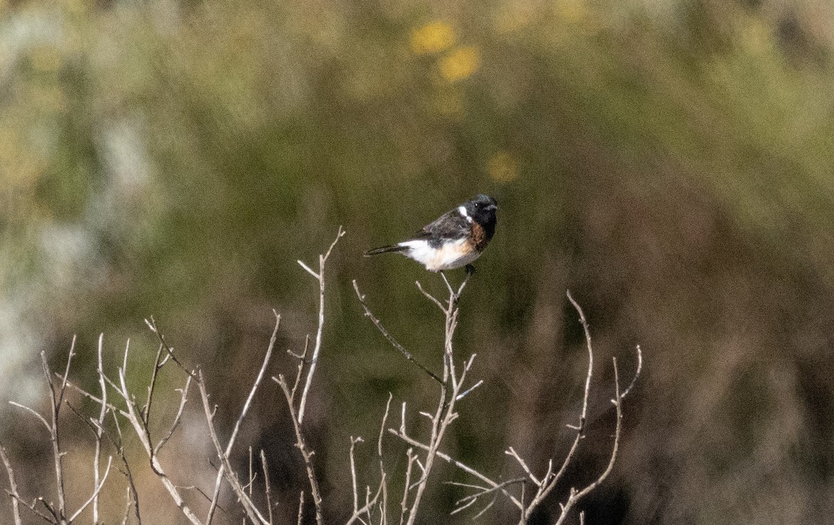 African Stonechat (Ethiopian) - ML646681386