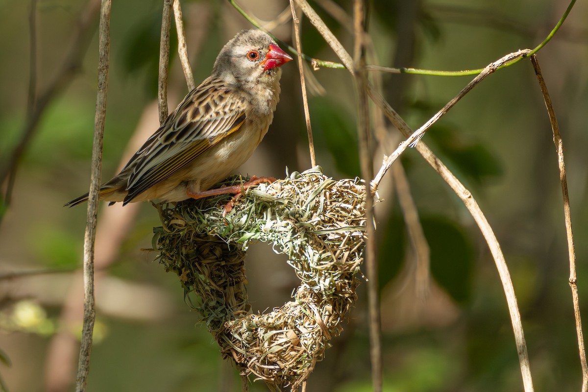Red-billed Quelea - ML646681387