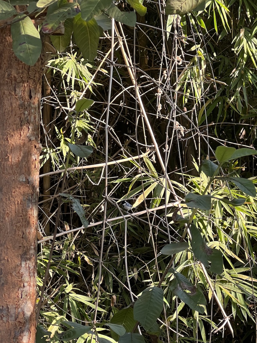 白頰山雀 - ML646681388