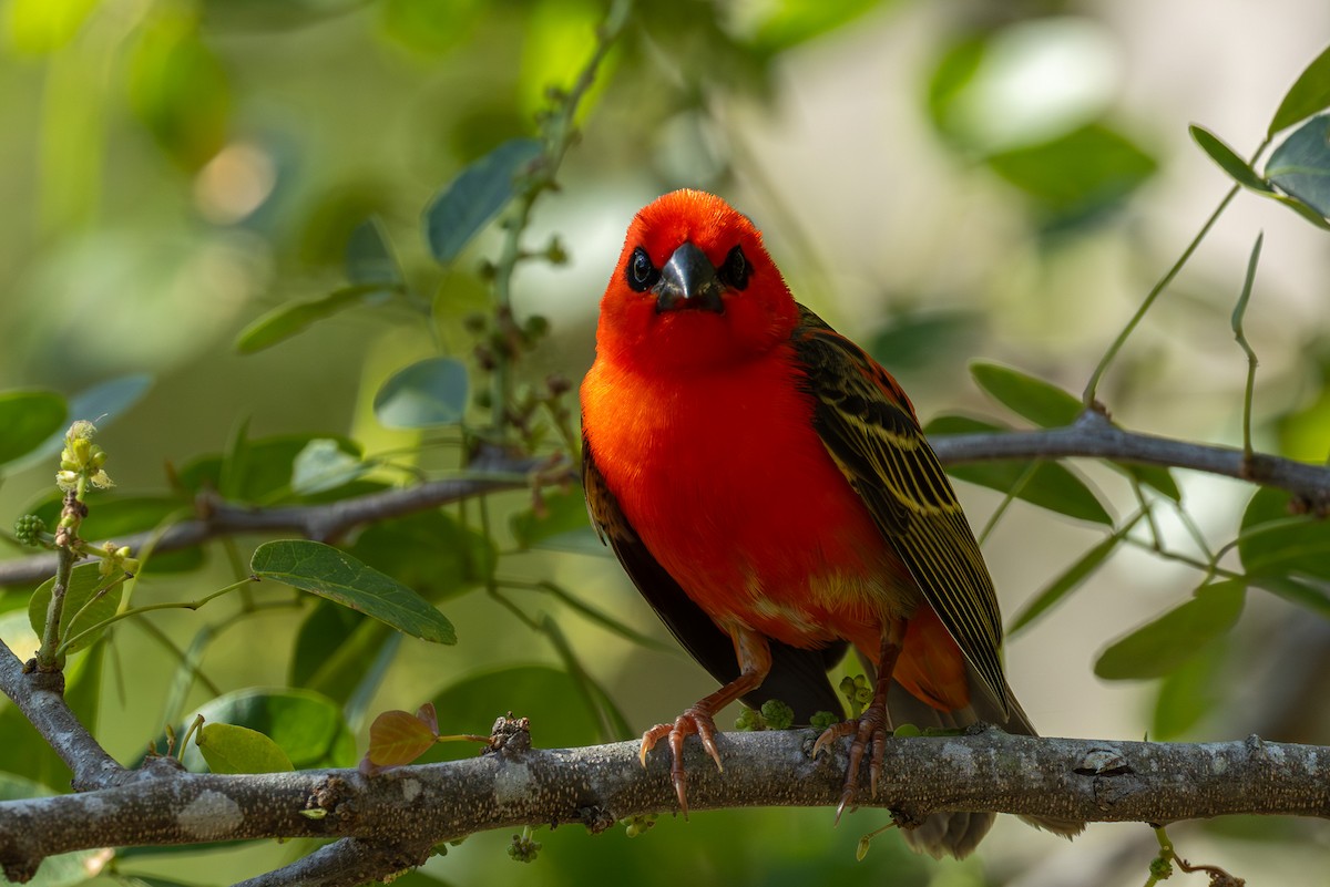 Red Fody - ML646681389