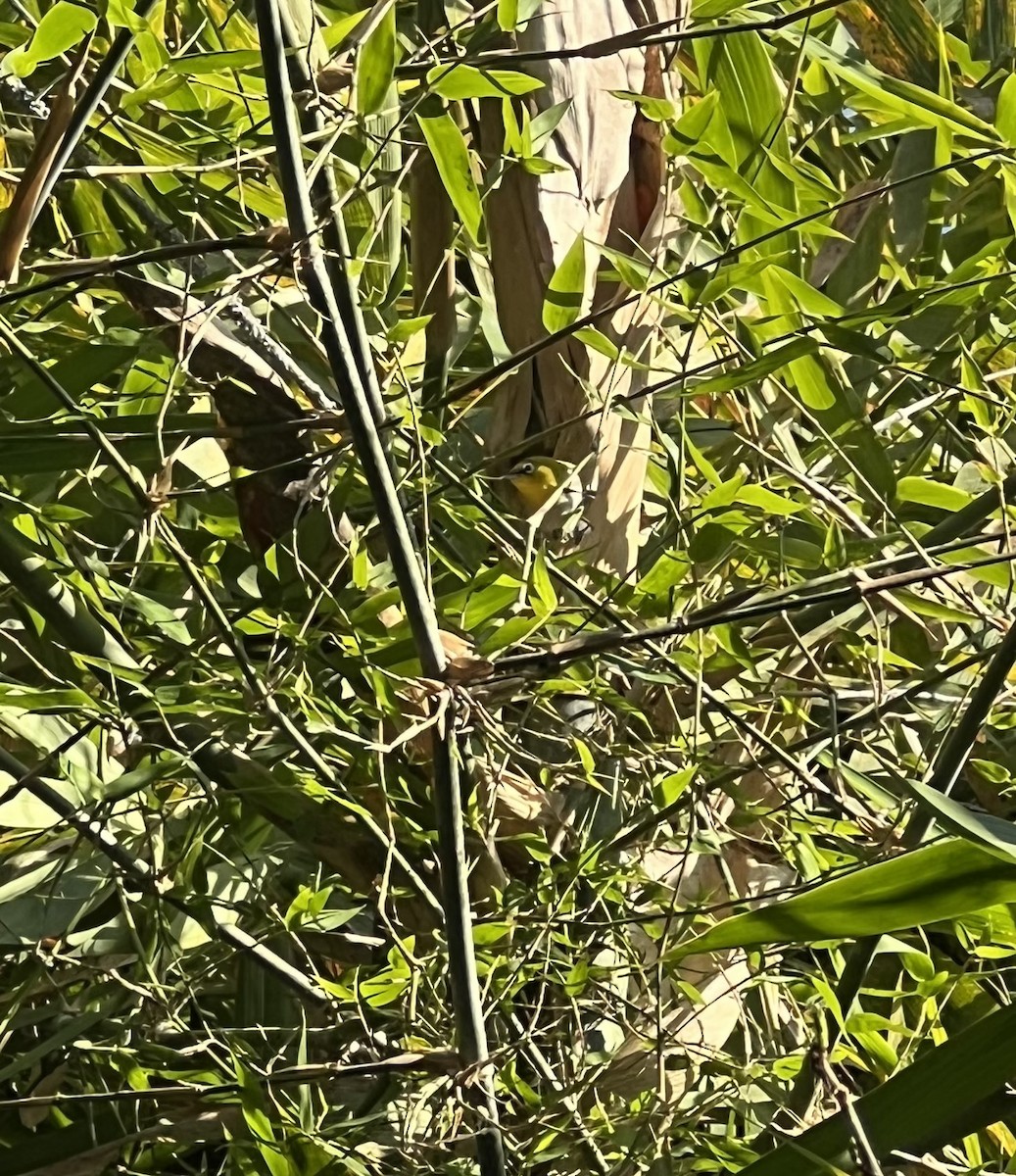 Indian White-eye - ML646681390