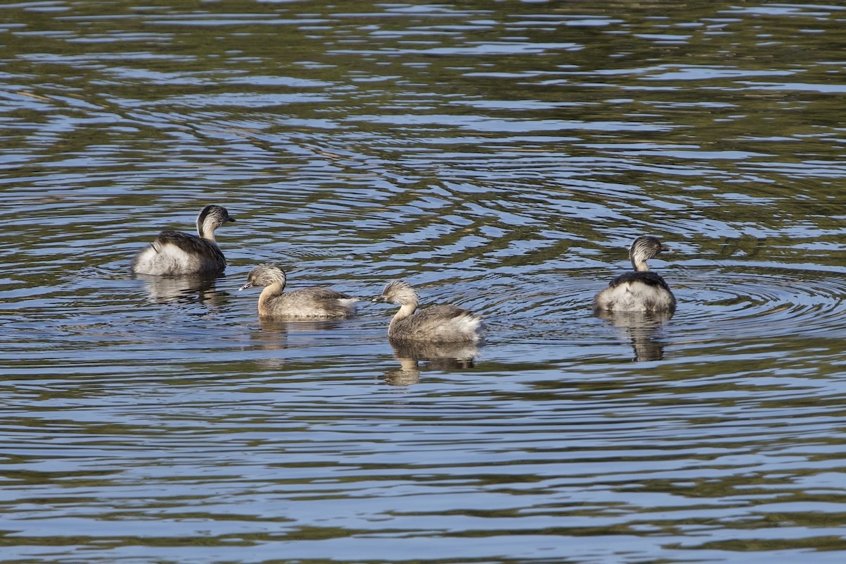 Hoary-headed Grebe - ML646681391