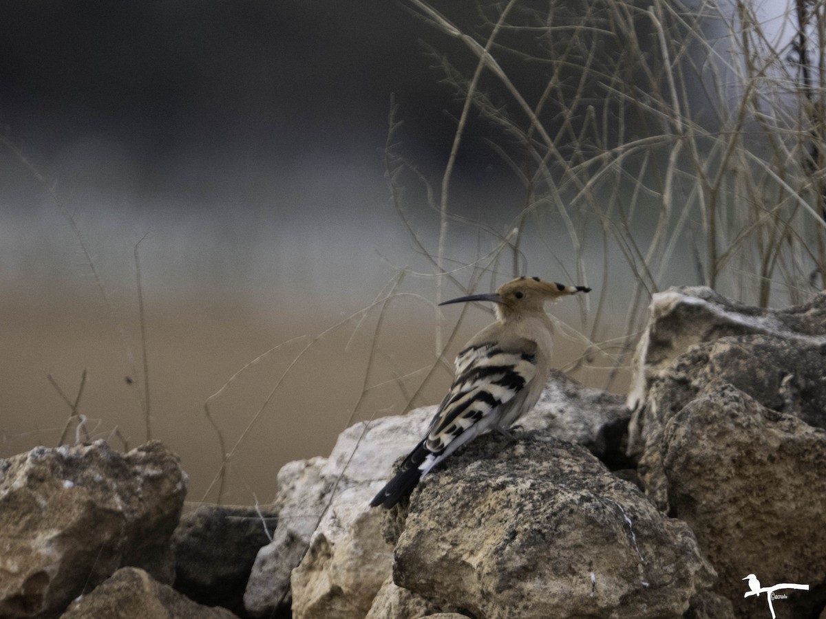 Common Hoopoe - ML646681395