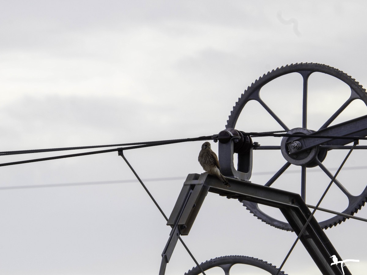 Eurasian Kestrel - ML646681398