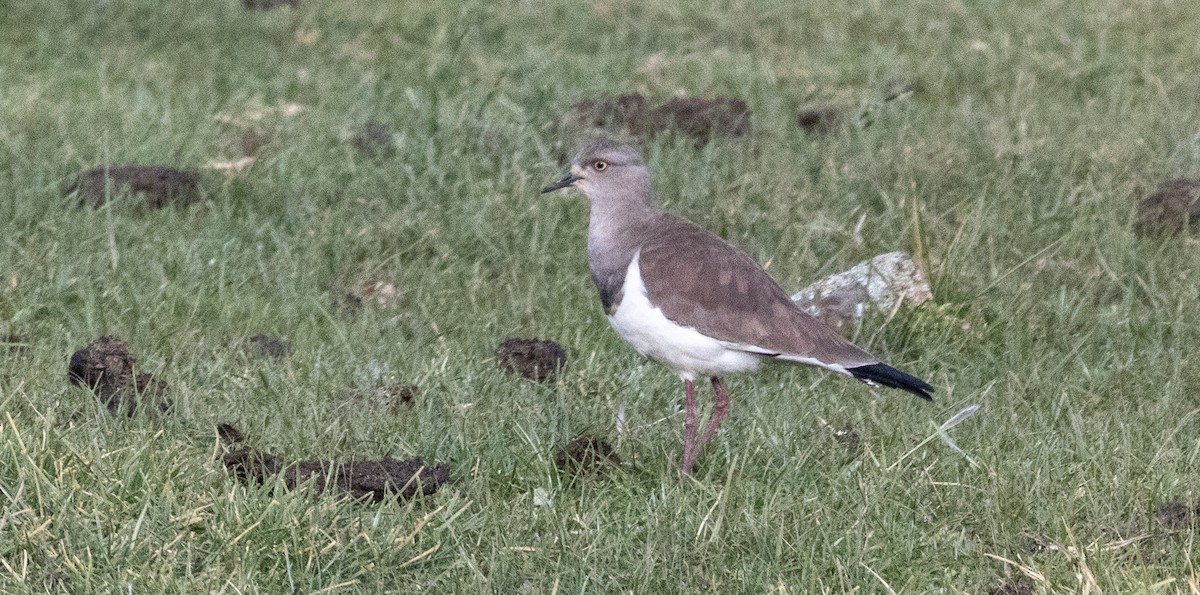 Black-winged Lapwing - ML646681400