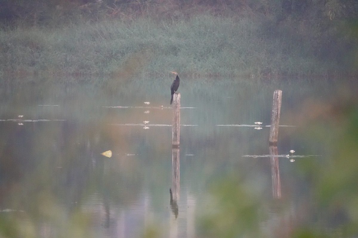 orientslangehals - ML646681401