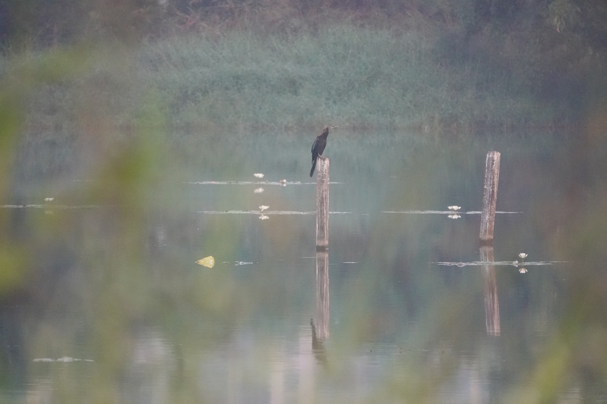 orientslangehals - ML646681402