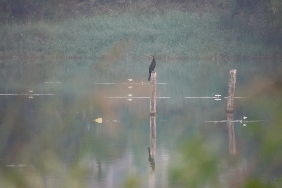 orientslangehals - ML646681403