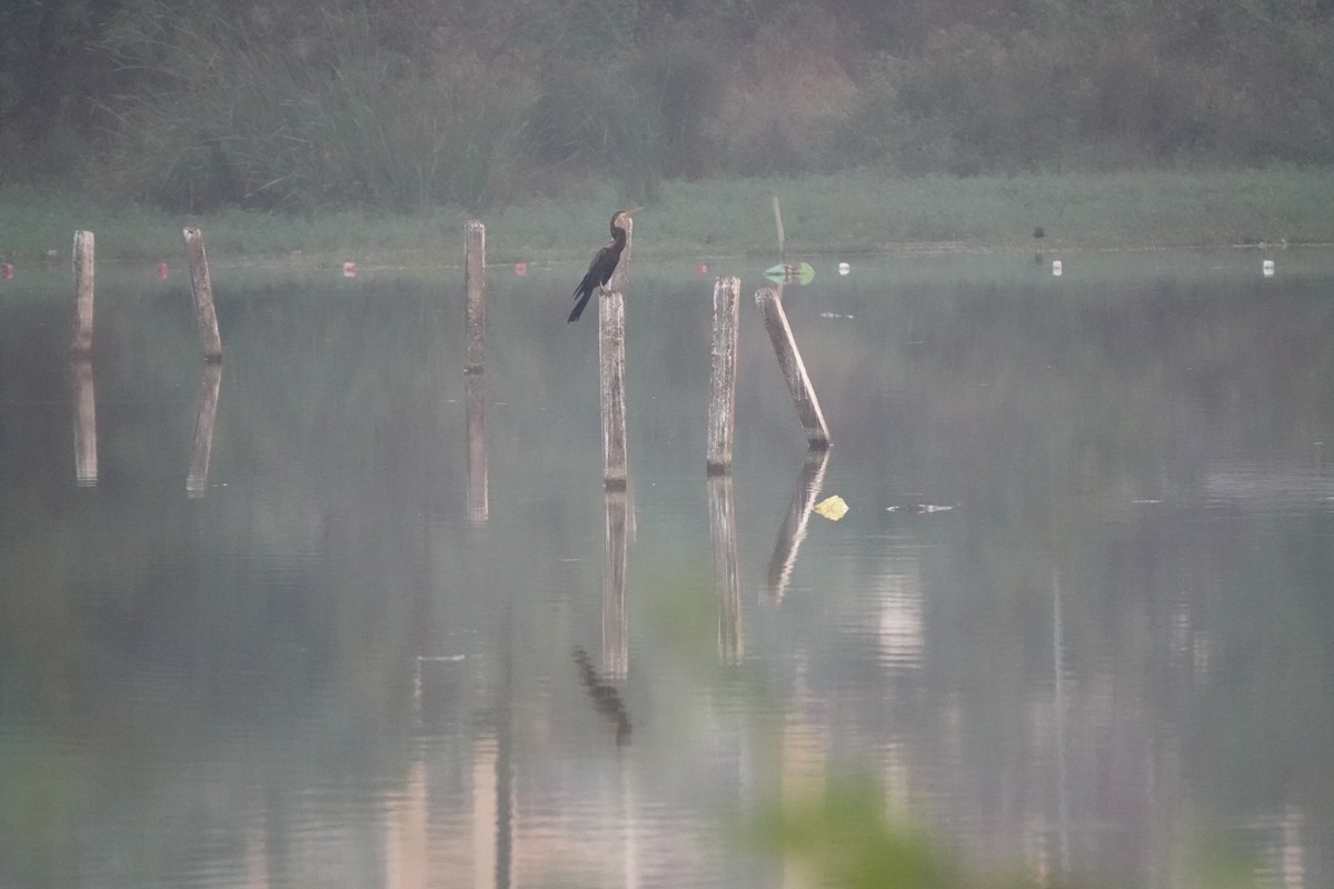 orientslangehals - ML646681404