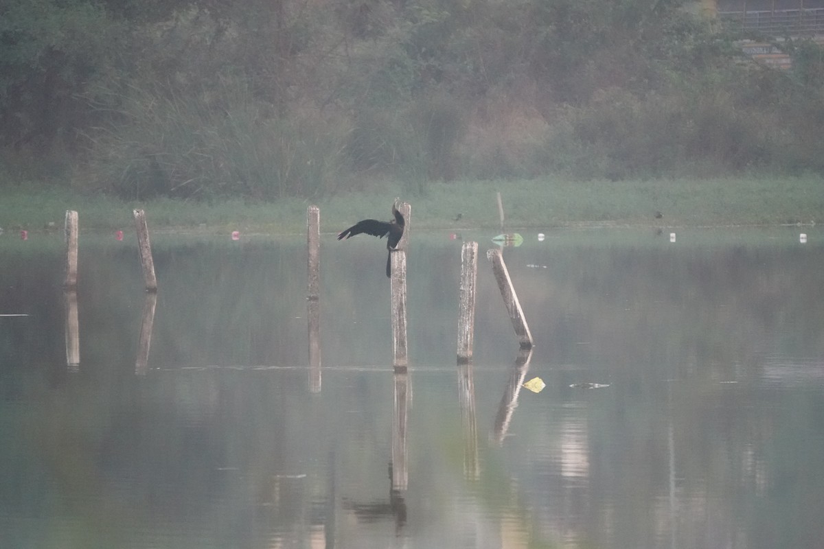 orientslangehals - ML646681405