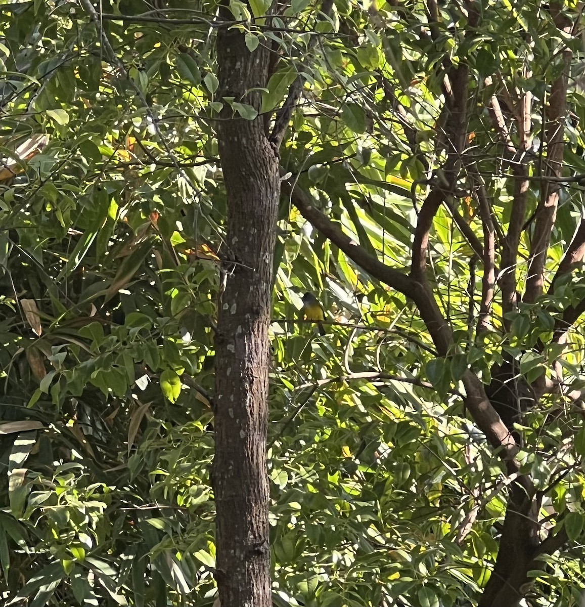 方尾鶲 - ML646681407