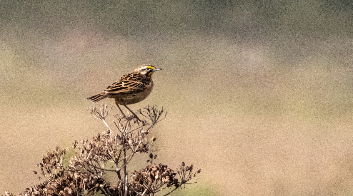 Abyssinian Longclaw - ML646681408