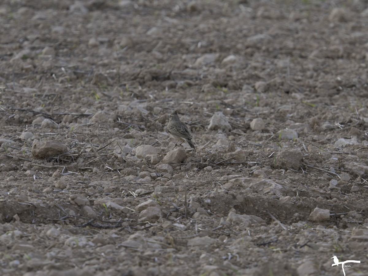 Crested Lark - ML646681411