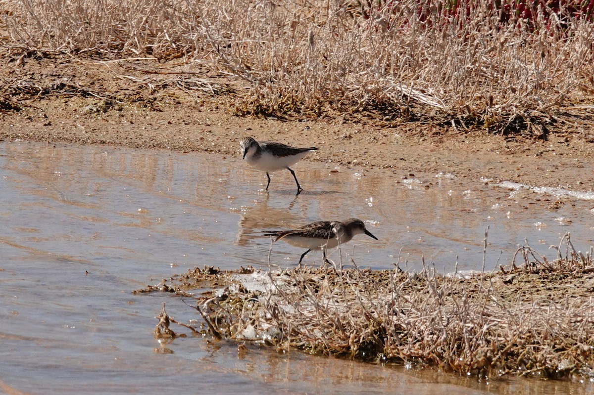 חופית אדומת-צוואר - ML646681416