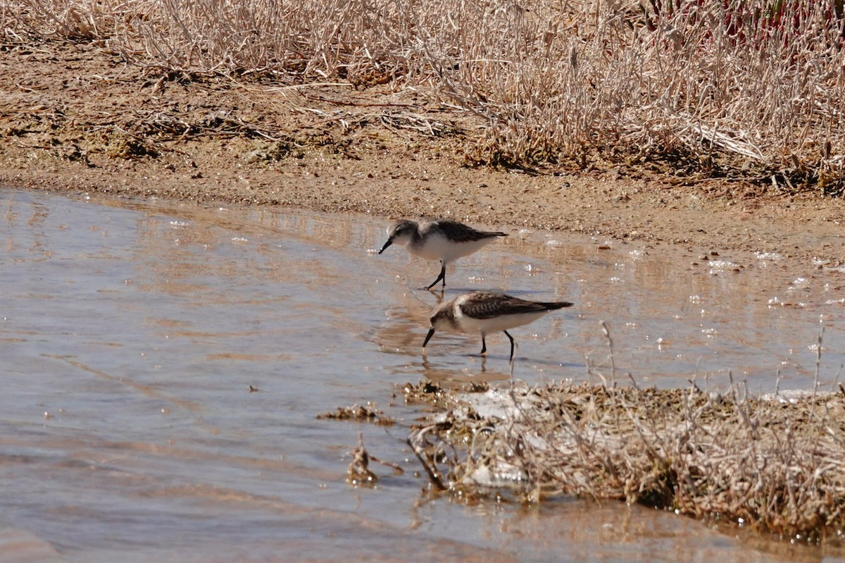 חופית אדומת-צוואר - ML646681417