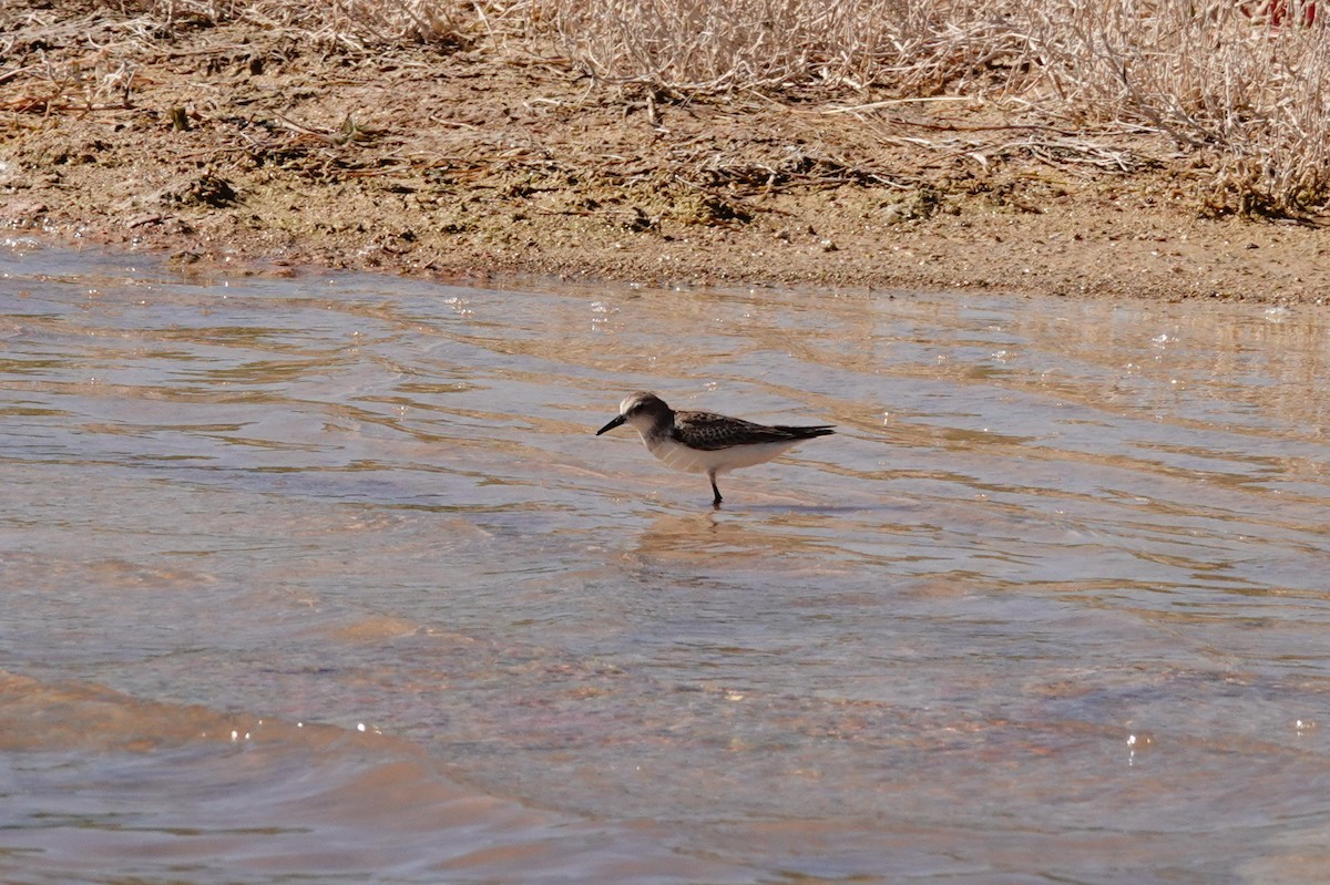 חופית אדומת-צוואר - ML646681418