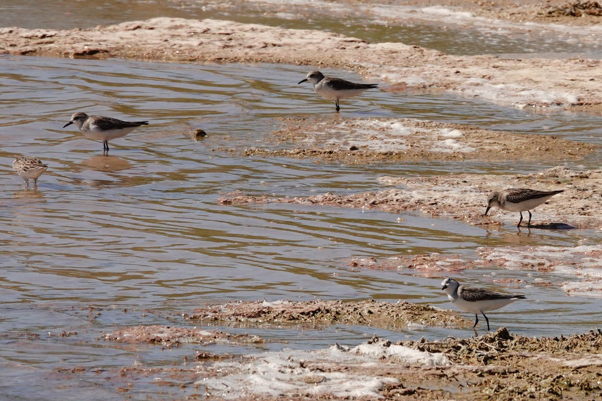 חופית אדומת-צוואר - ML646681420