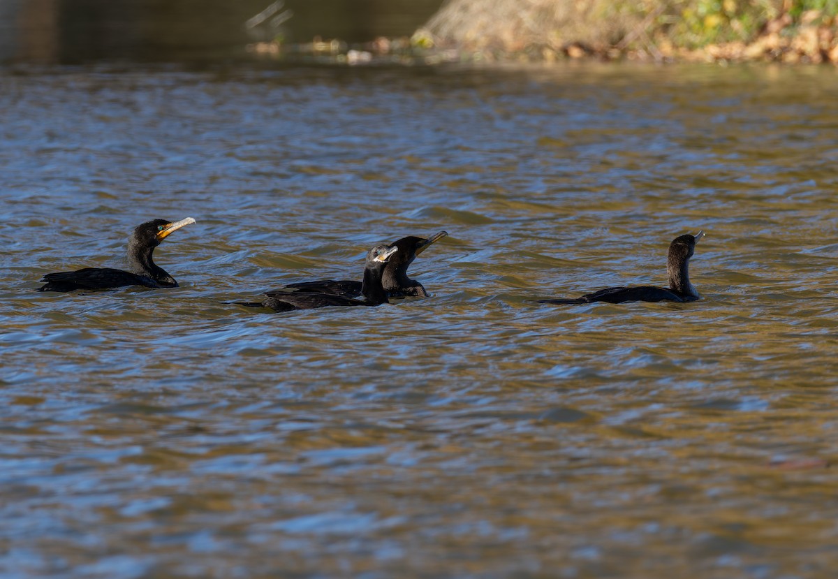 Neotropic Cormorant - ML646681424
