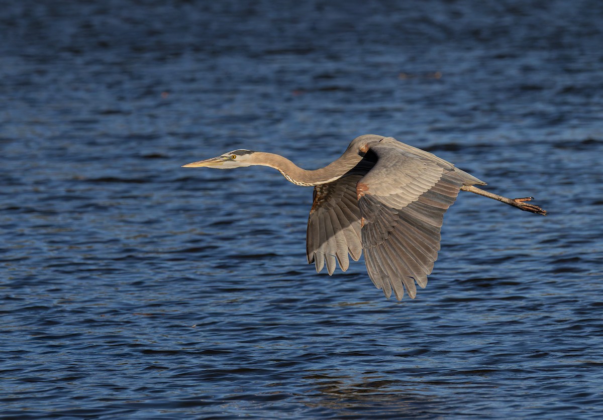 Great Blue Heron (Great Blue) - ML646681428