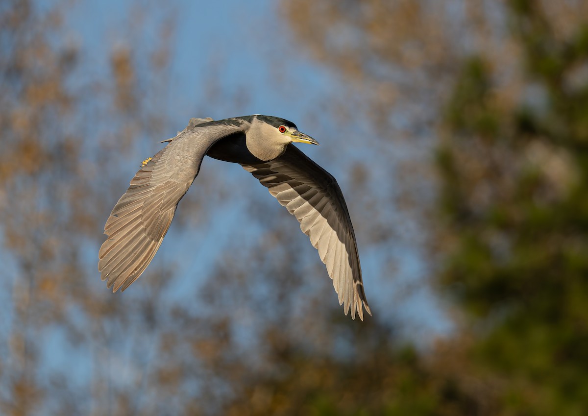 אנפת לילה - ML646681429