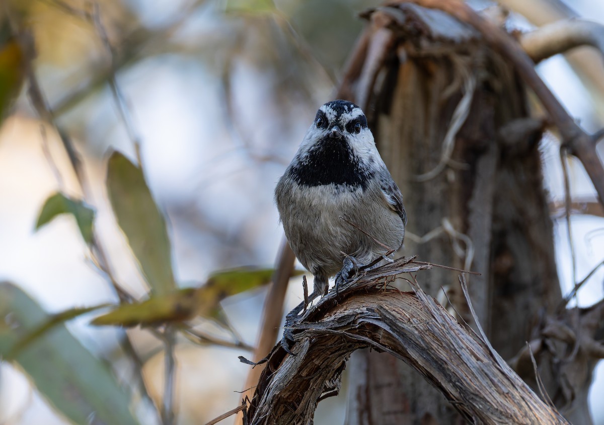 Mountain Chickadee - ML646681431