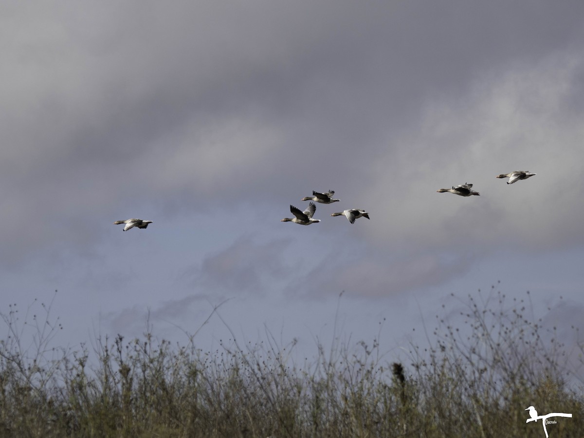 grågås - ML646681433