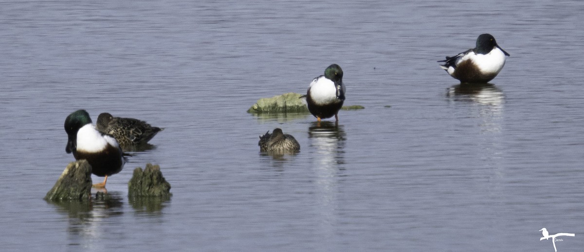 Northern Shoveler - ML646681434