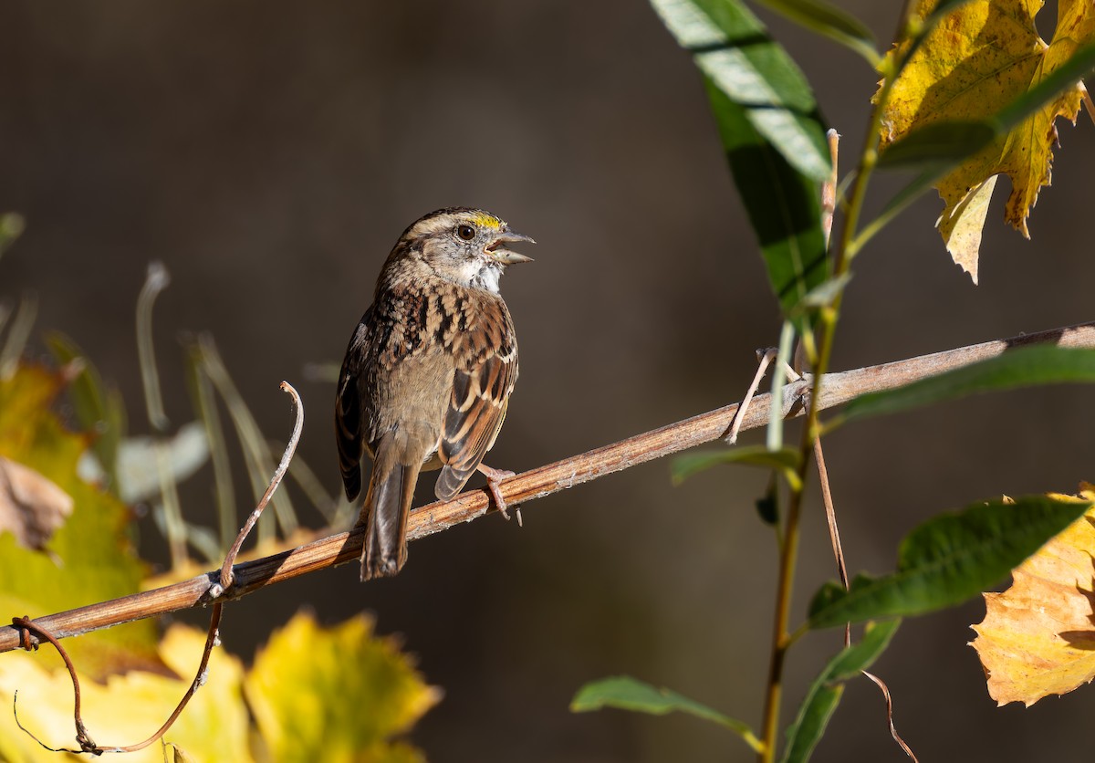 White-throated Sparrow - ML646681435