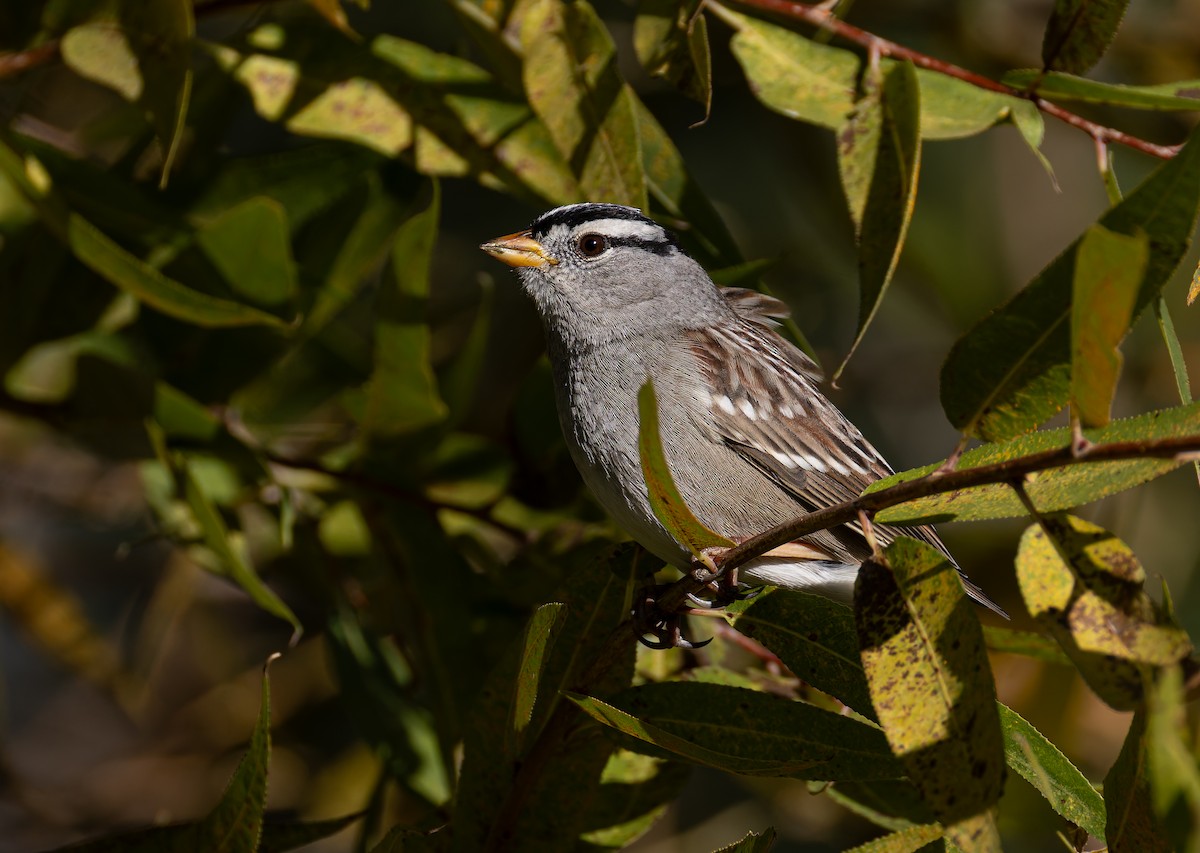 White-crowned Sparrow (Gambel's) - ML646681437